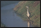 Blauwe Reiger, Grey Heron, Ardea cinerea Location: Wierden, the Netherlands blauwe reiger MG 8130 kopie